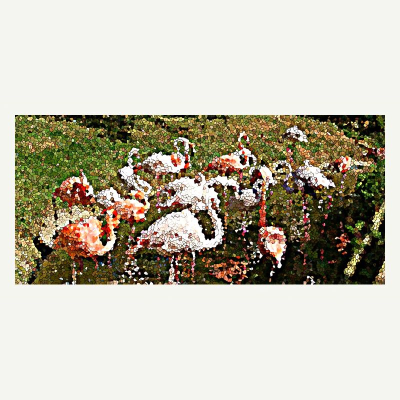 Flamingos