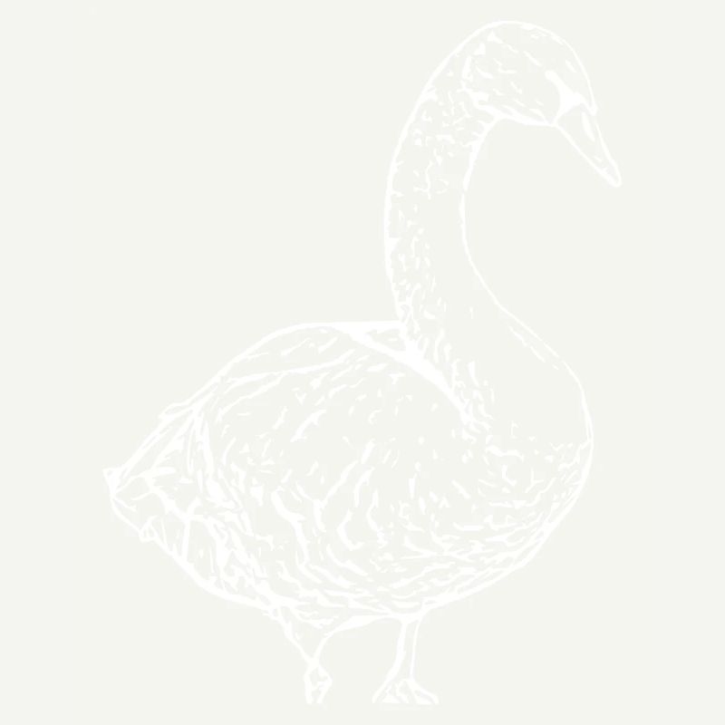 Swan White Duck Bird Goose