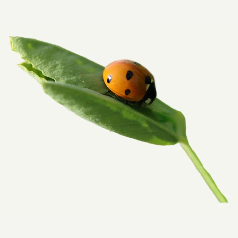 Lucky beetle ladybug without text