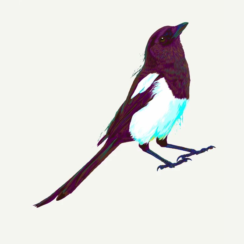Pie d’oiseau Splash colorée