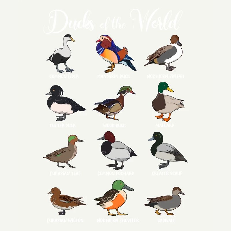 Différentes espèces de canards - Canards du monde
