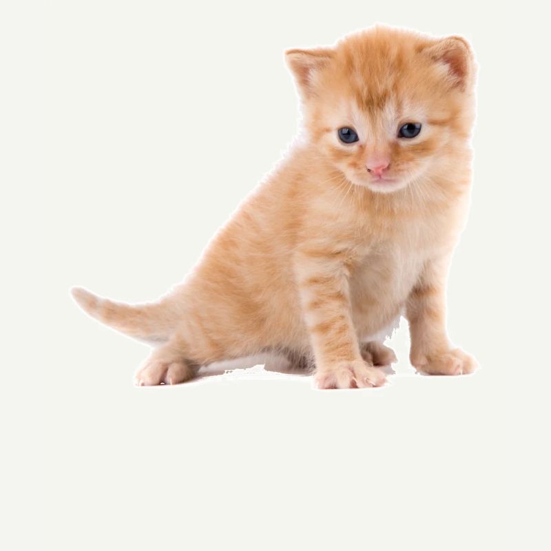 Kitten