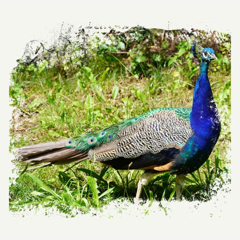 The peacock is originally from India
