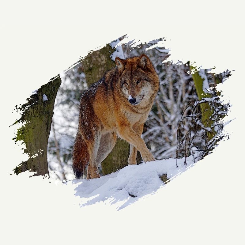 Wolf