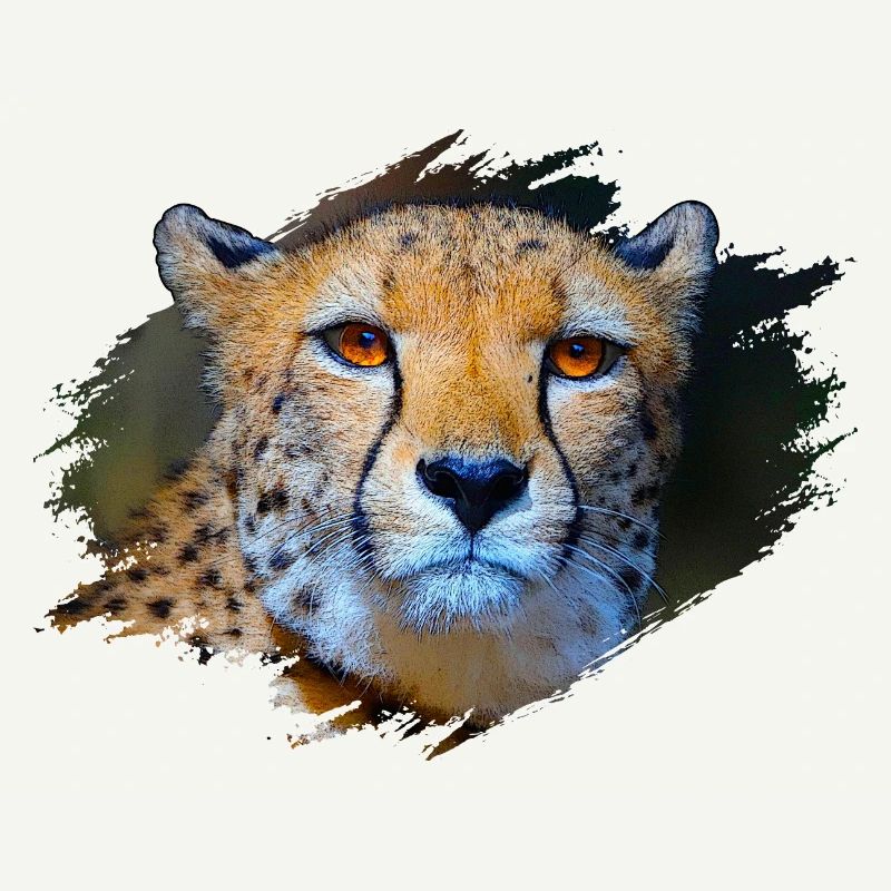 Guépard