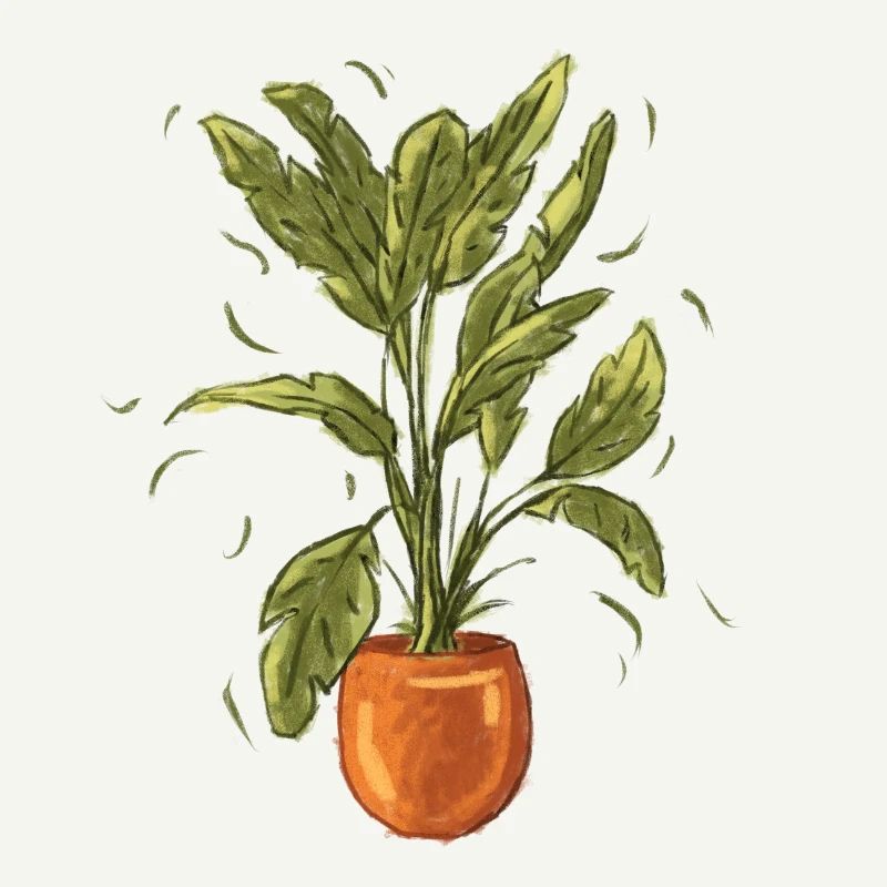 Plante