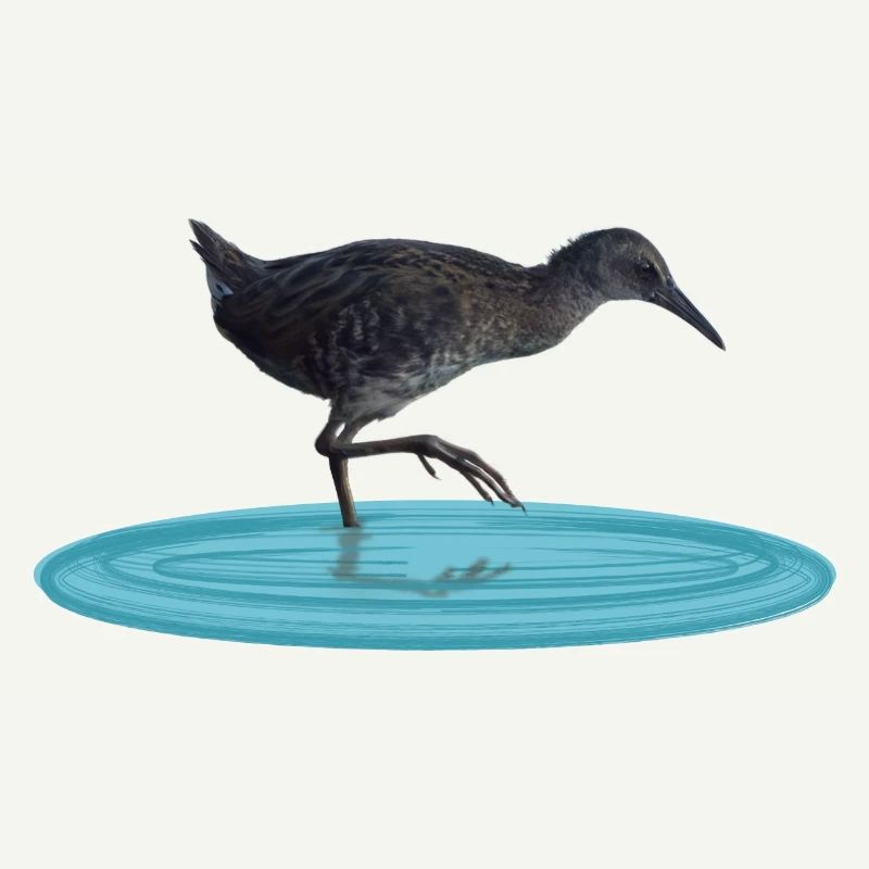 Water rail