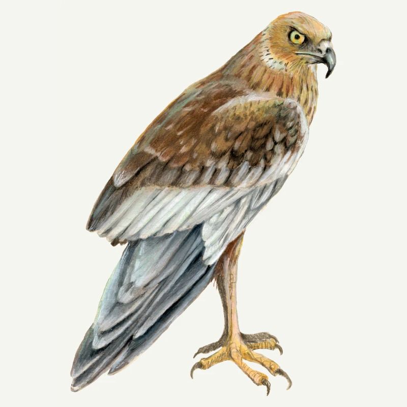 marsh harrier