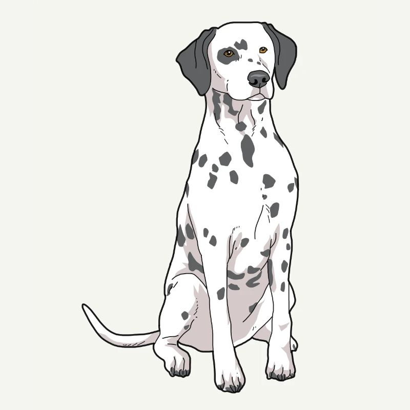 Dalmatiner Hund