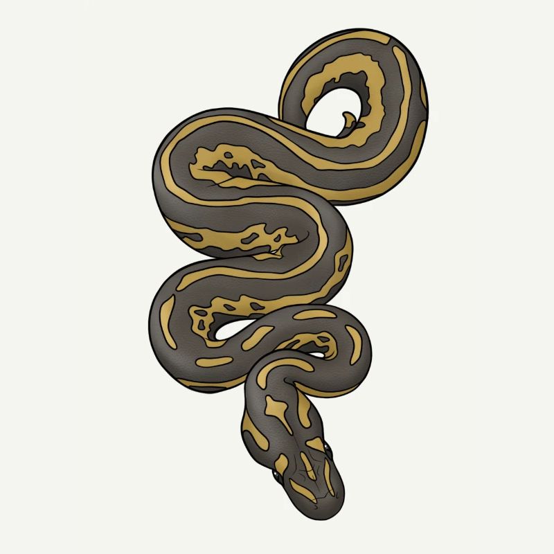 Python/Schlange
