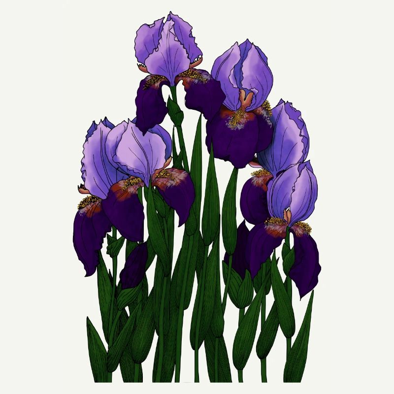 Irysy - Iris