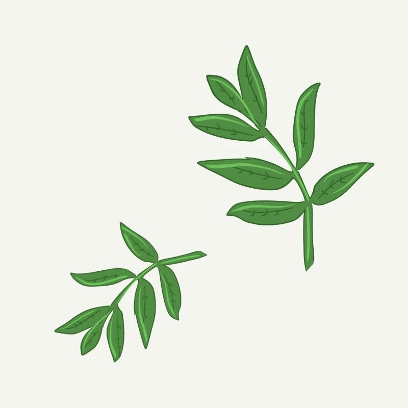 leaves plant spring natural pattern leaf