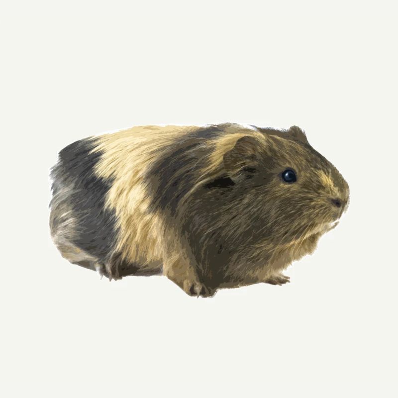 Cochon d'Inde