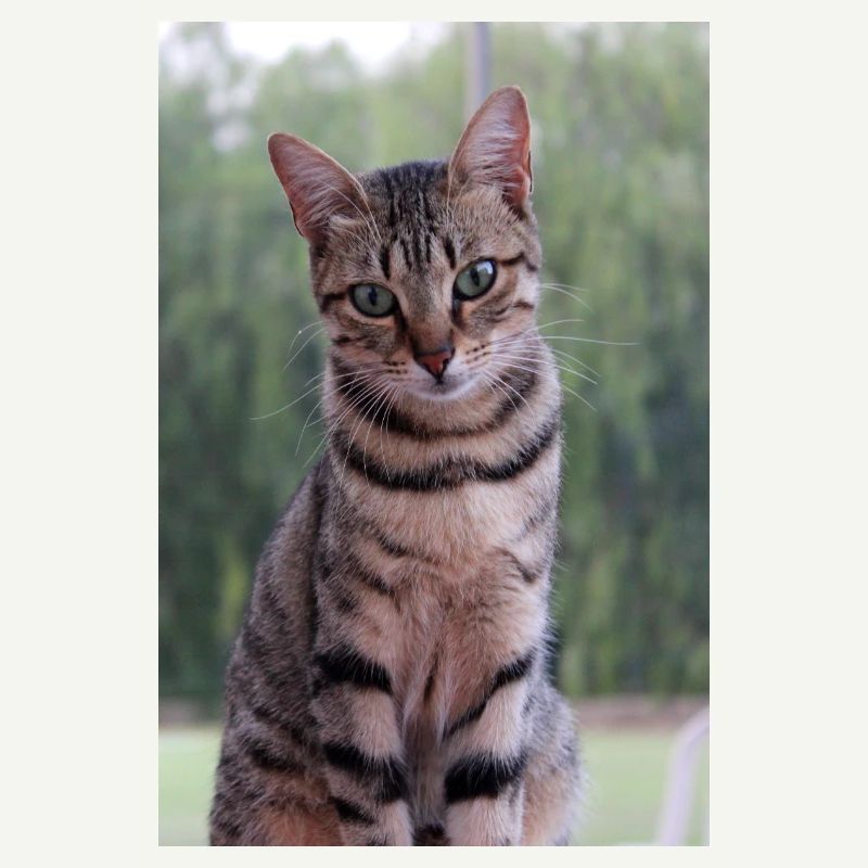 Chat chat chaton doux