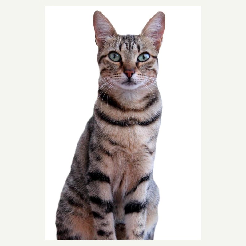 Chat Chaton