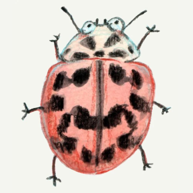 pappel marienkäfer