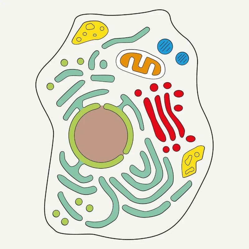 Cellule
