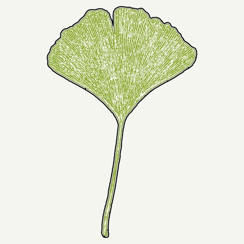 Feuille de gingko