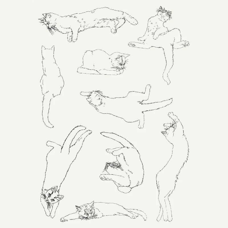 Anatomie du chat