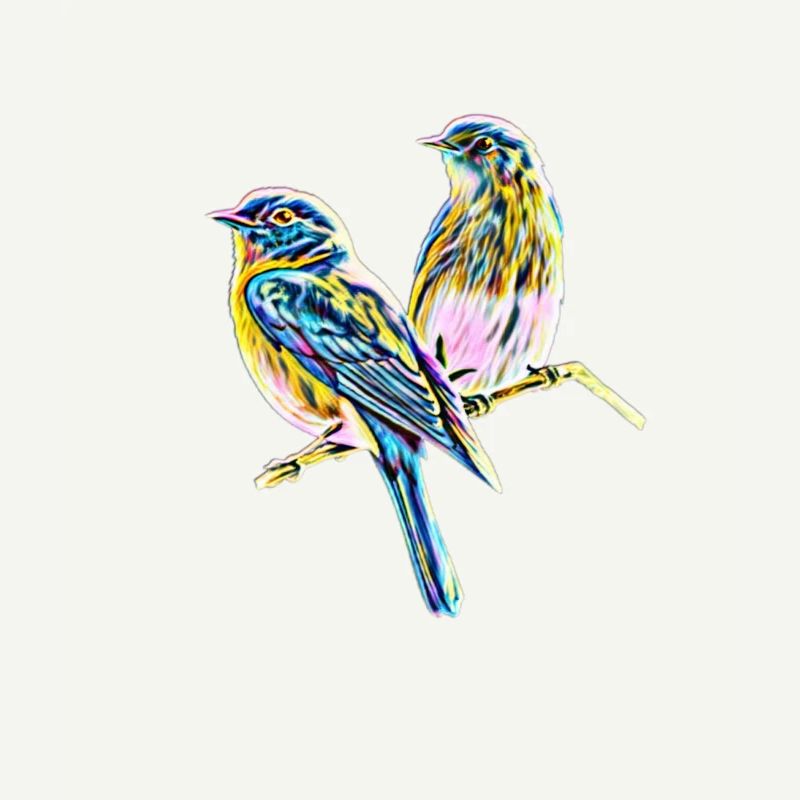 Oiseaux