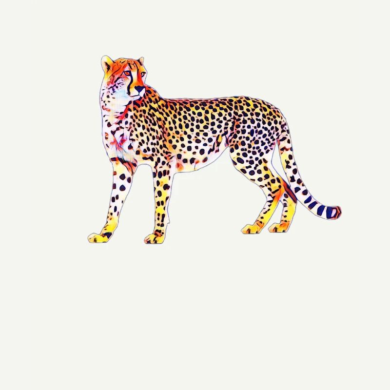cheetah