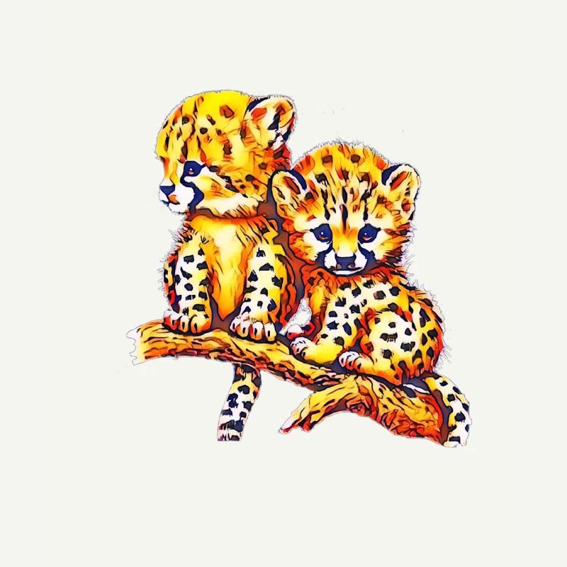Cheetahs