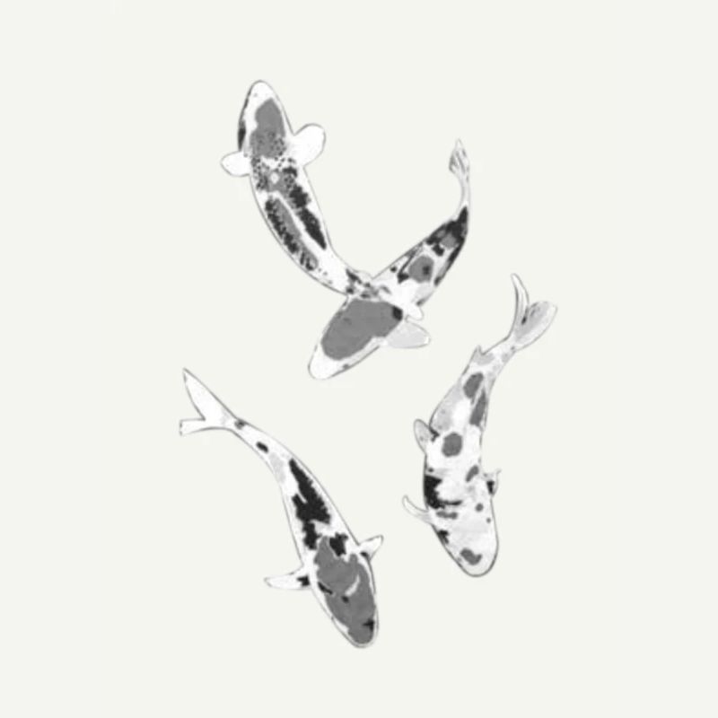 Japanese Koi Fish