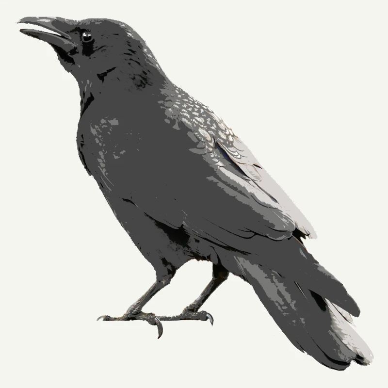 raven