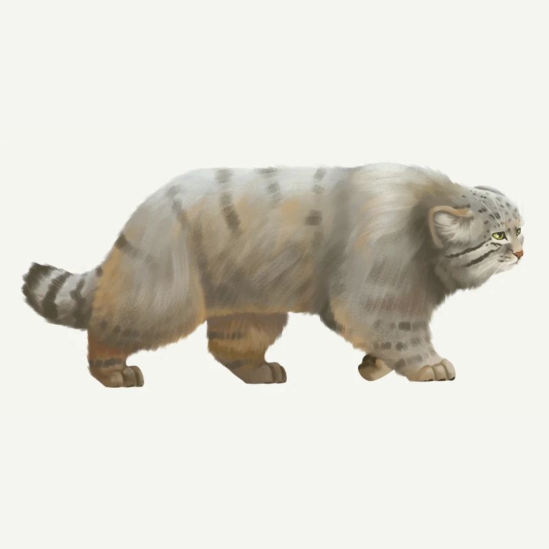 Cool Manul - the wild cat
