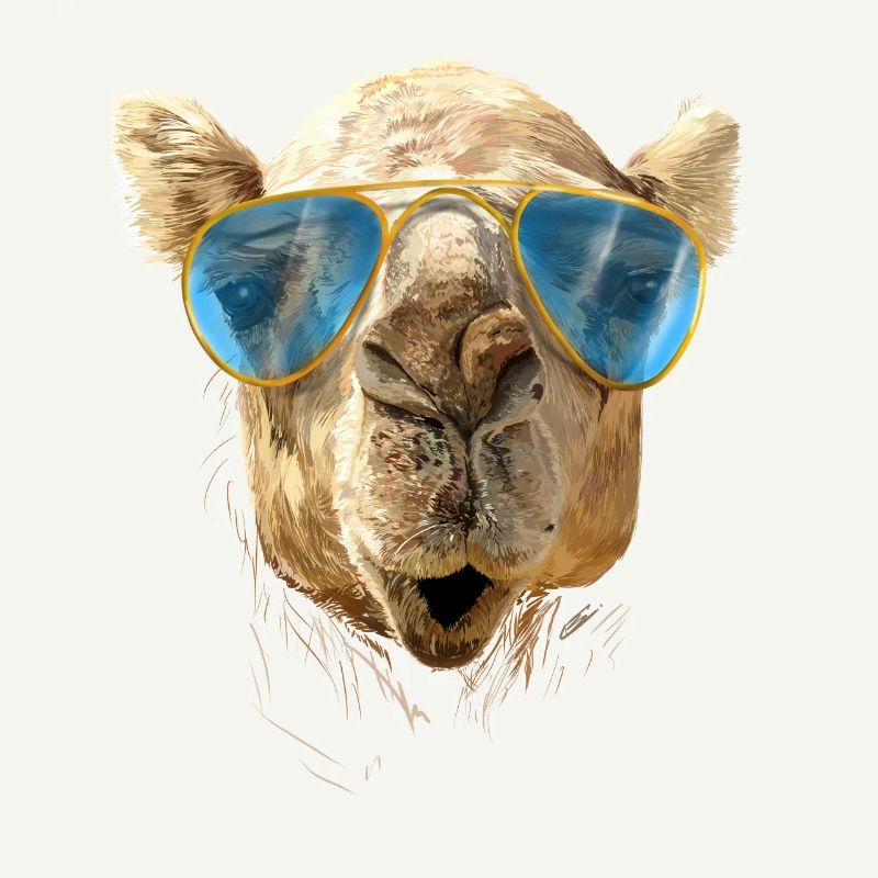 Camel with sunglasses