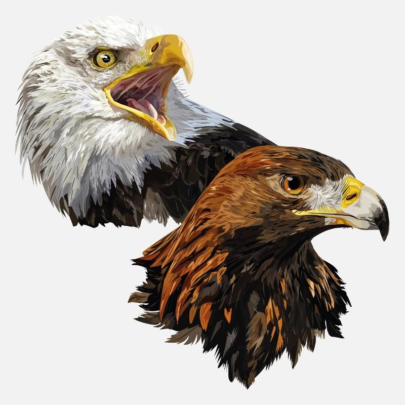 American Pigargo et Golden Eagle