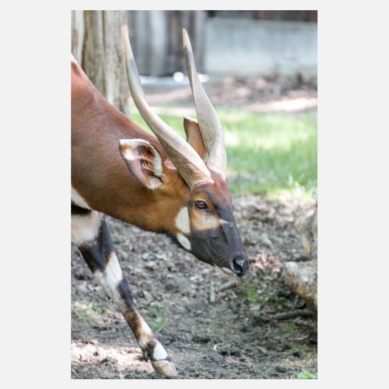 Eastern Bongo (in german Bongo) Tragelaphus euryce