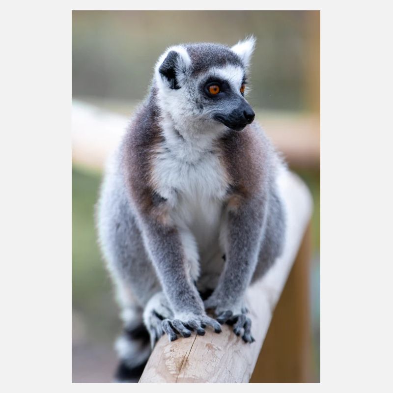 Kattas Lemur catta
