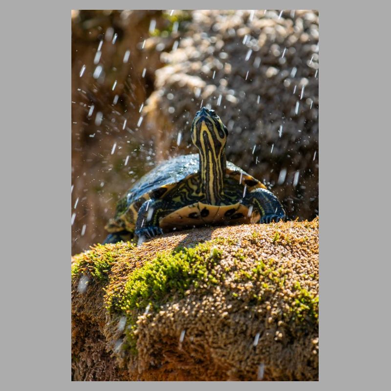 Yellow-bellied slider Trachemys scripta scripta