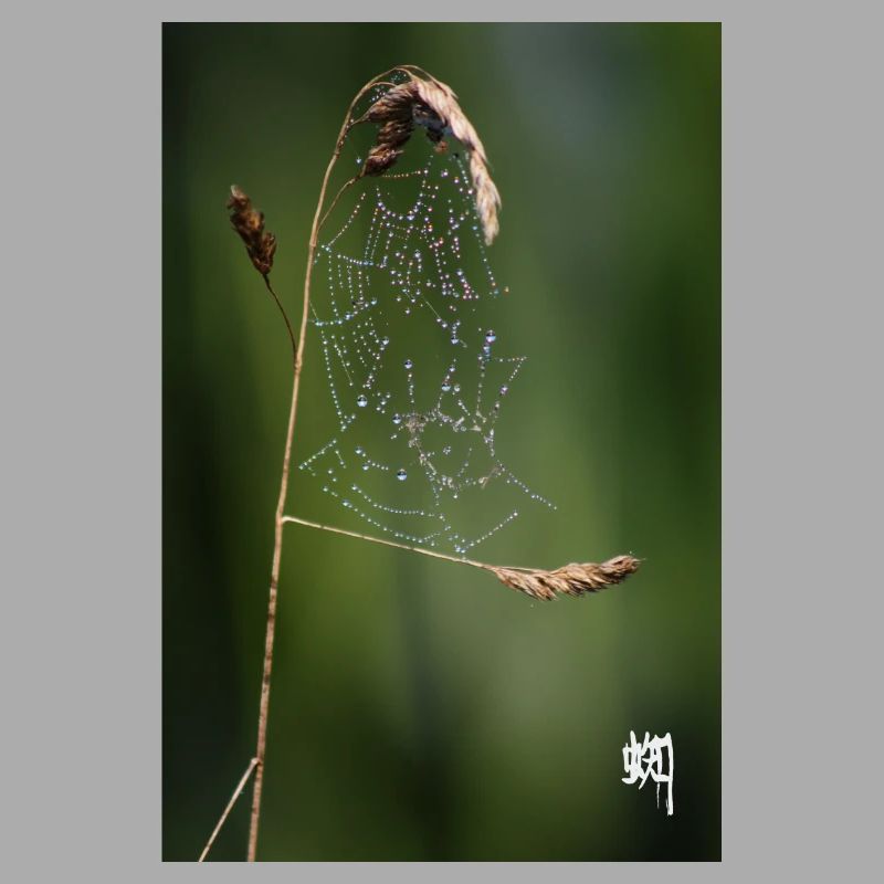 Spider Web, Dew & White Kumo