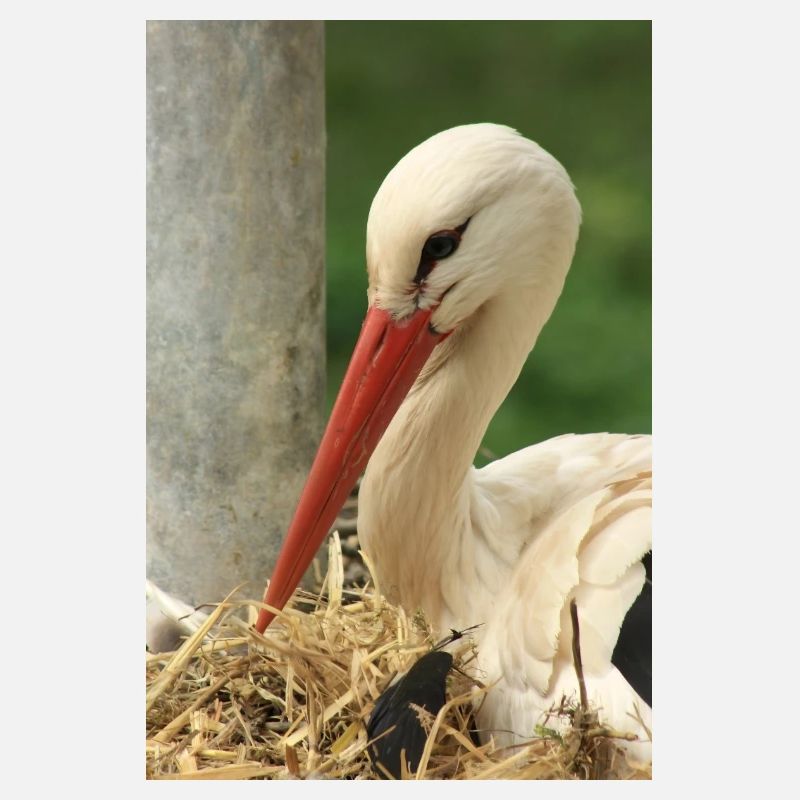Cigogne dans le nid