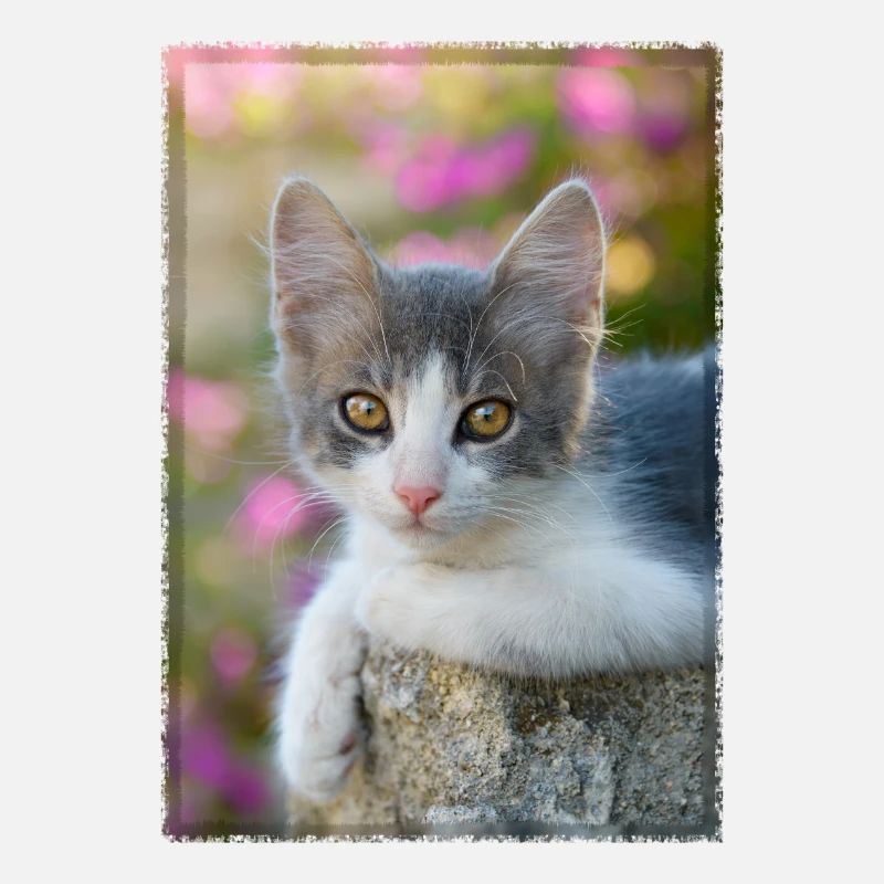 chaton gris-blanc mignon