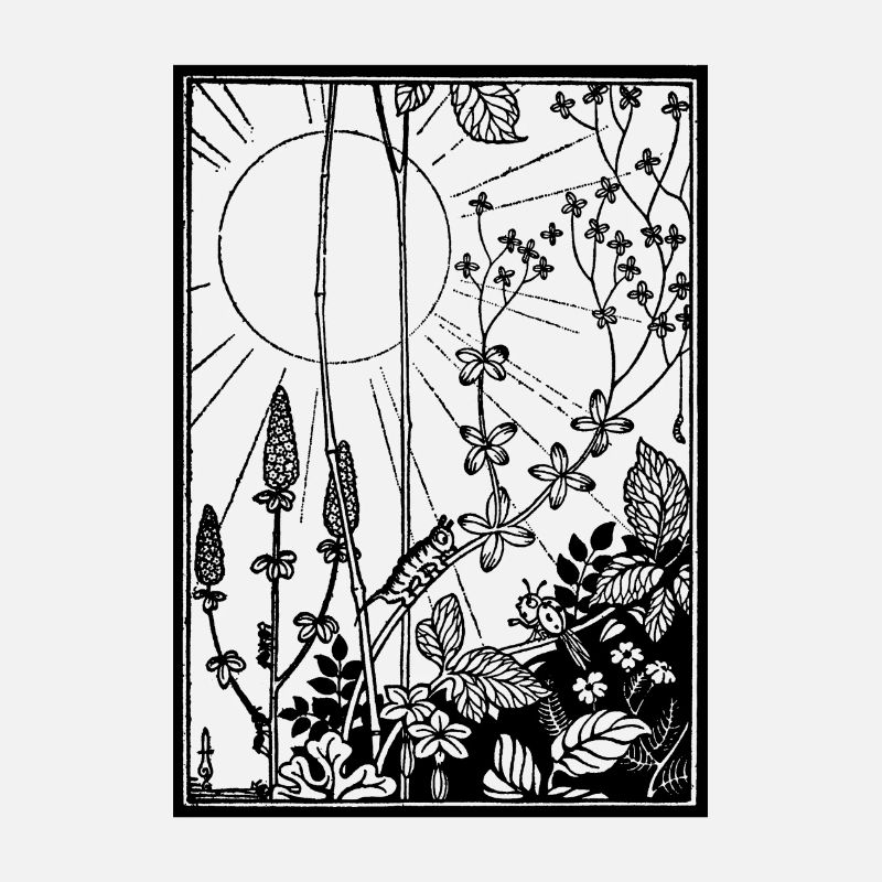 Sun & Bugs