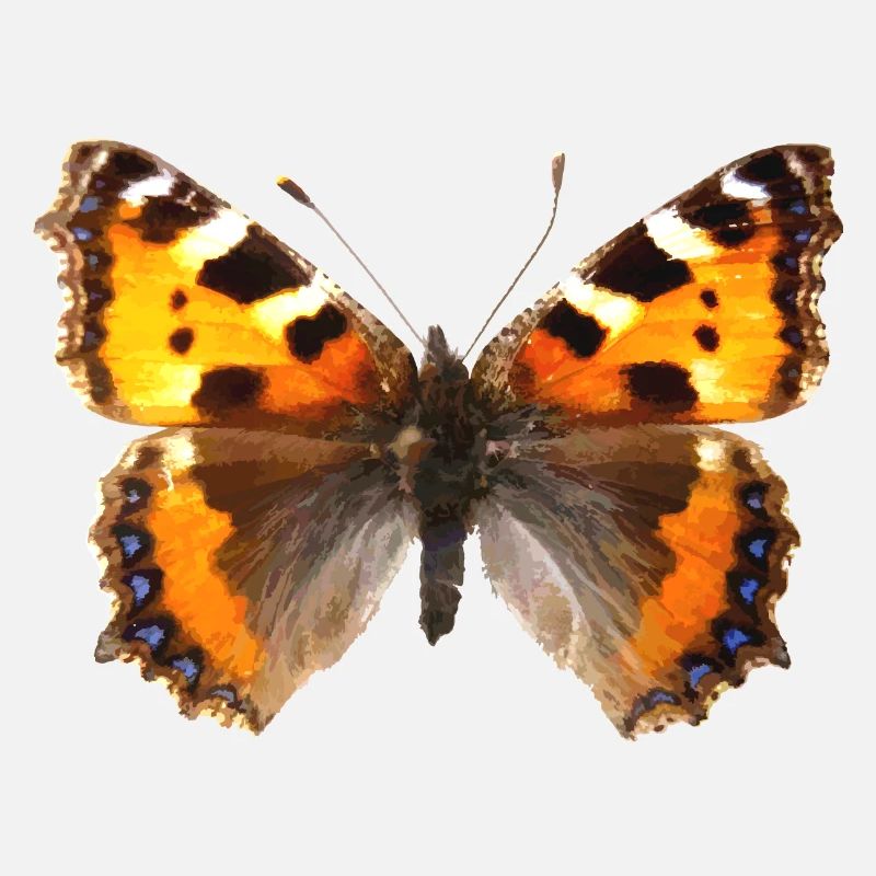 Papillon petit renard (Aglaiis urticae)