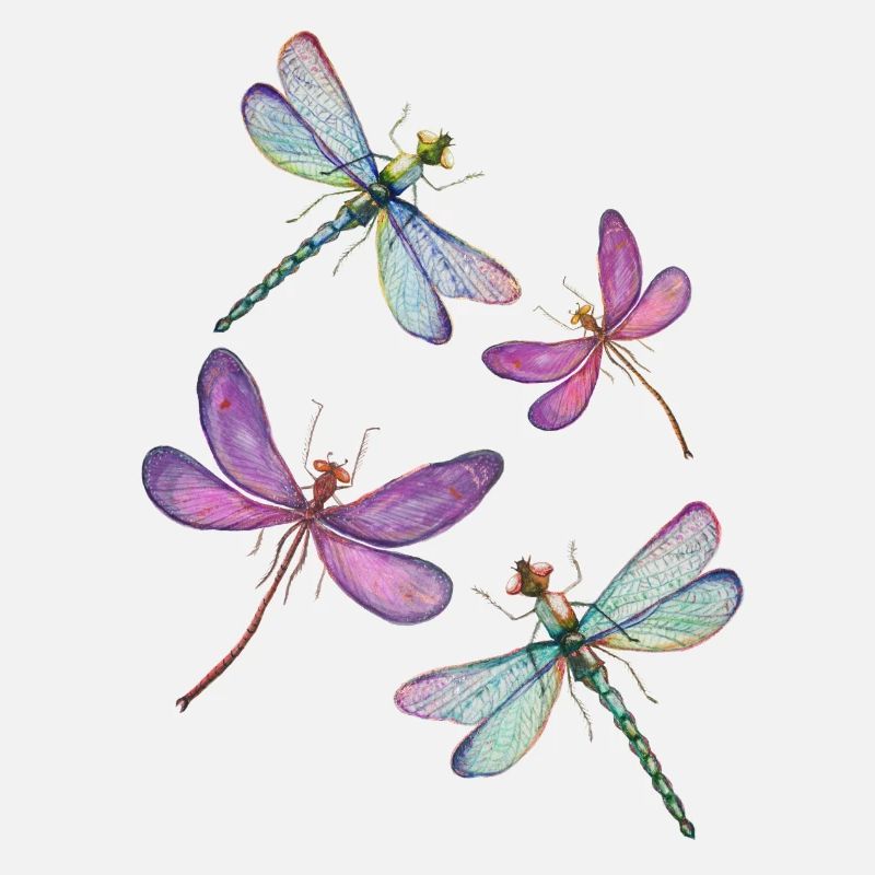 Le vol des libellules
