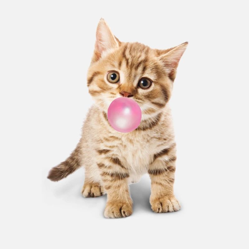Nette Katze bläst rosa Bubblegum