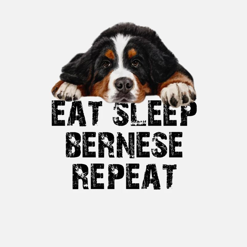 Bouvier bernois