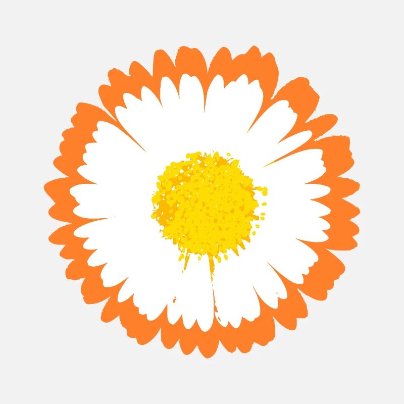 Orangefarbener Rand Daisy auf weißen Blütenblättern