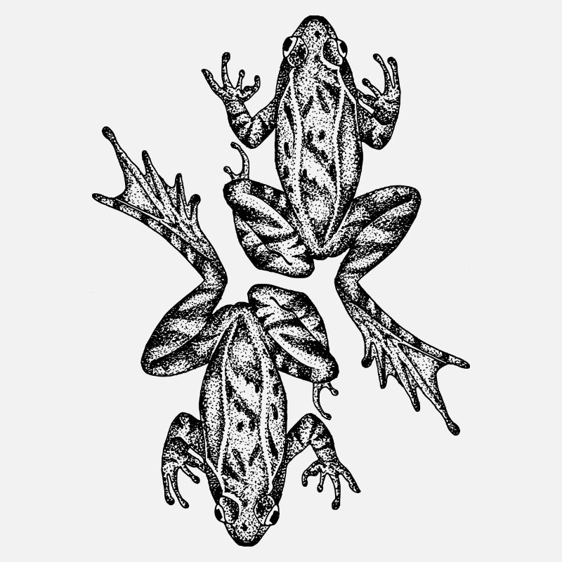 Grenouille