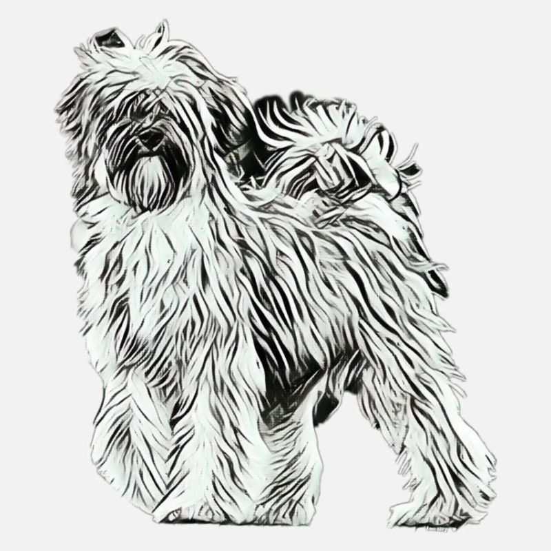 Tibet Terrier schwarz/weiss