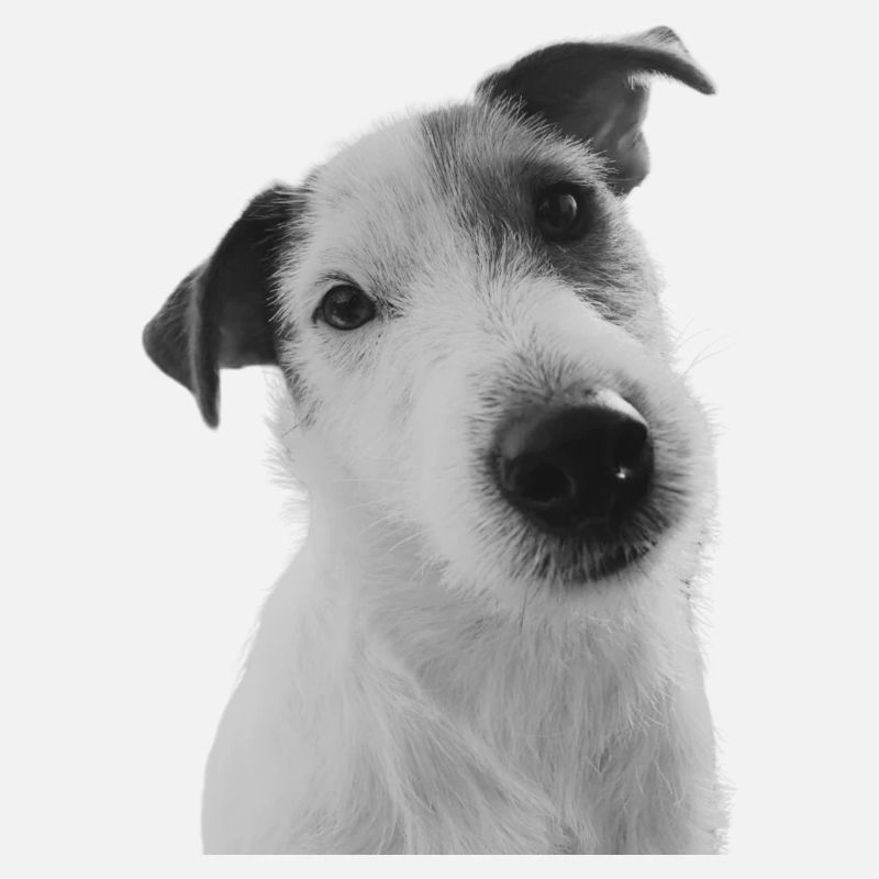 Heurtoir du Jack Russell