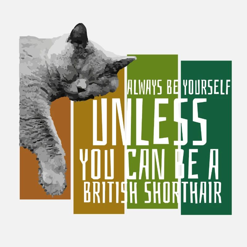 Brit Shorthair Kitten Kitty Cadeau