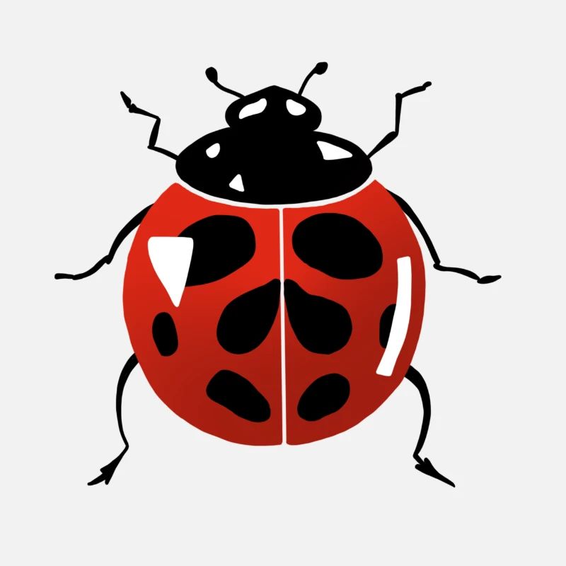 coccinelle