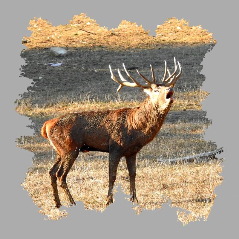 Ein röhrender Hirsch im Spätherbst