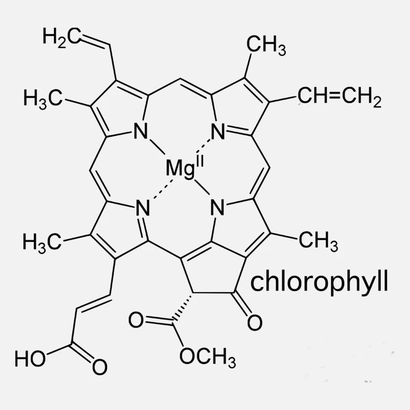 chlorophyll